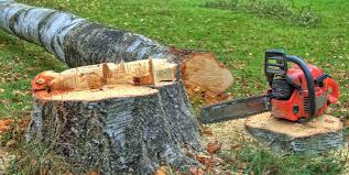 Best Fruit Tree Pruning  in Terrell Hills, TX