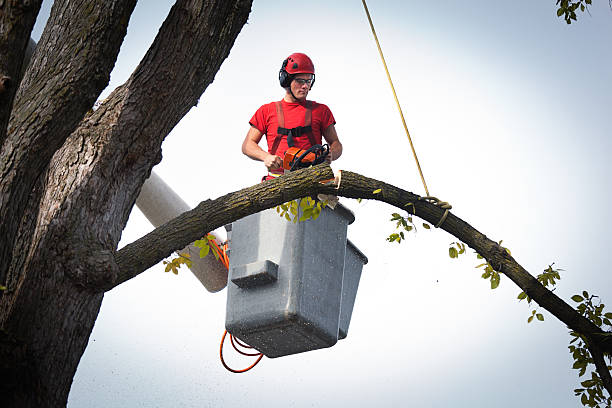 How Our Tree Care Process Works  in  Terrell Hills, TX