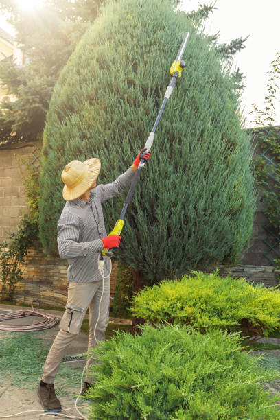 Professional Tree Removal in Terrell Hills, TX